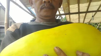 Pedro, salah satu penjual timun suri asal Kampung Hulurawa, Desa Bantarsari, Kecamatan Rancabungur, Kabupaten Bogor (Yogi Faisal/ AyoBogor)
