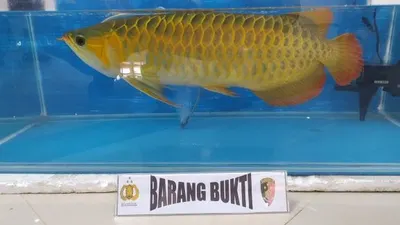 Polres Bogor saat melakukan konferensi pers pengungkapan kasus pencurian Ikan Arwana Super Red milik sahabat karib Irfan Hakim. (Yogi Faisal)