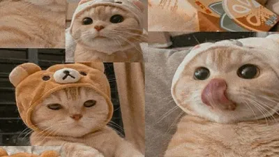 foto kucing lucu