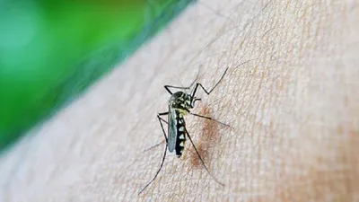Musim penghujan yang saat ini melanda Ibu Kota, juga kerap memunculkan beragam penyakit salah satunya Demam Berdarah Dengue (DBD). Warga DKI Jakarta diminta untuk mewaspadai penyakit tersebut/ilustrasi