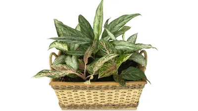 Aglonema 
