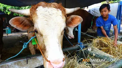 Zona Merah dan Oranye Dilarang Potong Hewan Kurban Saat Iduladha