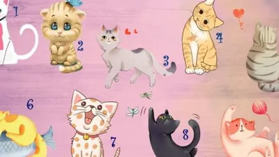 Tes Kepribadian : Ketahui Sifat Aslimu dari Pilihan Kucing Favorit / dok. Namastest