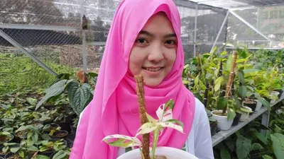 ​Nur Asiah Jamil, salah satu pegawai Minaqu Home Nature, saat menunjukkan tanaman jenis Monstera atau Janda Bolong.