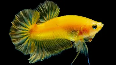 Ilustrasi ikan cupang / dok. Pixabay