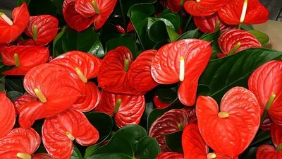 Tanaman Anthurium / Pixabay