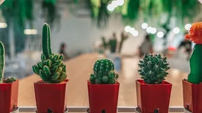 Tanaman hias kaktus. (Unsplash)