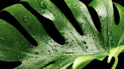 Monstera atau dikenal juga janda bolong / Pixabay
