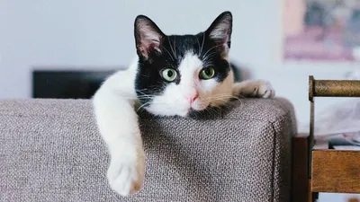 Ini 6 Bahasa Isyarat Kucing yang Harus Diketahui