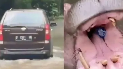 Foto kolase tangkapan layar mobil pengunjung yang memberi makan kuda nil koleksi Taman Safari berupa botol plastik yang viral di media sosial. Insiden ini terjadi pada, Minggu (7/3/2021). [Instagram]