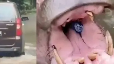 Viral Kuda Nil Taman Safari Dikasih Makan Botol Plastik, Begini Kondisinya (Instagram)