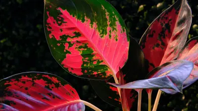 Tanaman Hias Aglaonema