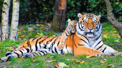 Nepal Berhasil Tingkatkan Populasi Harimau hingga Tiga Kali Lipat