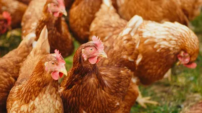 Ayam
