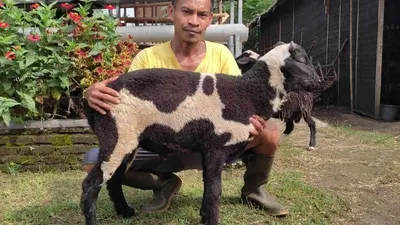 Hadist Tentang Kurban di Hari Raya Idul Fitri