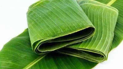 Ilustrasi daun pisang