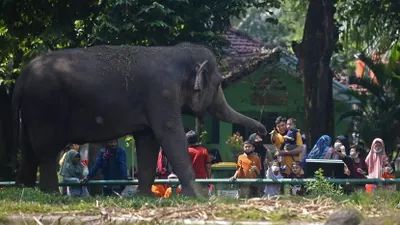 Sejumlah wisatawan menyaksikan Gajah sumatra (Elephas maximus sumatranus) di Taman Margasatwa Ragunan, Jakarta.