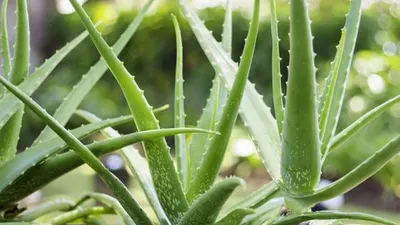 Lidah Buaya (Shutterstock)