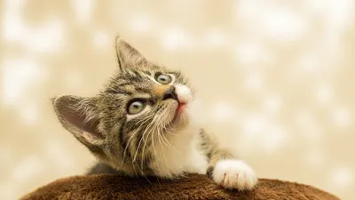 Kucing