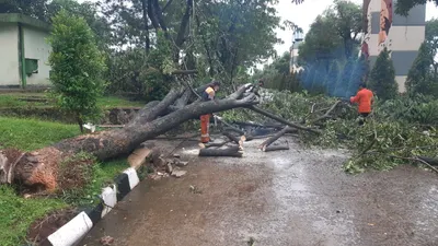 Petugas BPBD Kabupaten Bogor saat melakukan penanganan bencana pohon tumbang. (Dok BPBD)