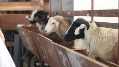 Stok Hewan Kurban menjelang Idul Adha di Kota Bandung yang Dipastikan Aman