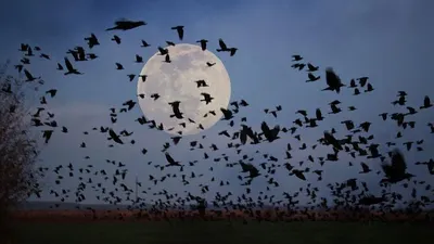 larangan Malam 1 Suro menurut kepercayaan adat Jawa.