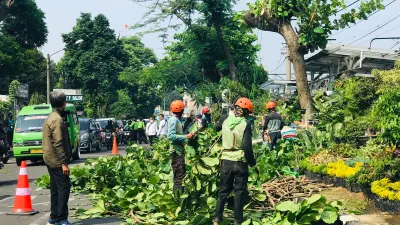 Disperumkim Ngeluh, Banyak Pohon Dipakai Jadi Tumpuan Kabel