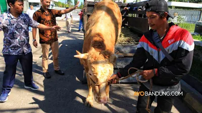 Bacaan Niat Kurban Idul Adha 2022 untuk Orang Tua dan Orang yang Sudah Meninggal Dunia