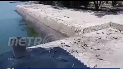 Panik! Ribuan Ikan Naik Ke Daratan, Benarkah Tanda Bencana Lanjutan Gempa Cianjur?