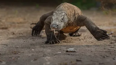Protes Tiket Masuk Pulau Komodo yang Naik, Pelaku Wisata Labuan Bajo Mogok Selama Agustus 2022