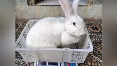 Fakta Kelinci Flemish Giant yang Ada di Indonesia, Ternyata Berasal dari Belgia