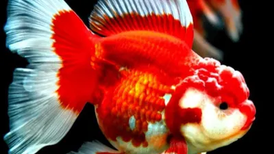 Tak Hanya Manusia, Ikan Juga Puasa Lho! Berikut Manfaatnya yang Harus Kamu Ketahui