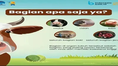 Organ bagian sapi yang harus dihindari saat wabah PMK