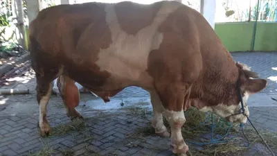 Sapi kurban Presiden Jokowi di Masjid Al-Wustho Mangkunegaran.