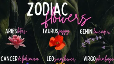 Bunga Terbaik untuk Tiap Zodiak: Aries Lotus, Scorpio Krisan, Kamu Apa?