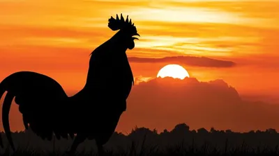 Kisah Sahabat Nabi Muhammad SAW yang Menyembelih Ayam saat Hari Raya Idul Adha, Ini Alasannya