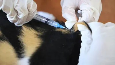 Penyuntikan vaksinasi rabies gratis