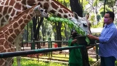 Ragunan Dibuka Lagi Hari Ini, Lansia dan Ibu Hamil Tak Boleh Masuk