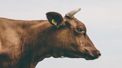 Ilustrasi hewan kurban. Hukum Mampu tapi masih enggan untuk berkurban. 
