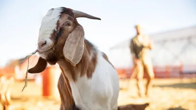 Bolehkah Kurban Seekor Kambing untuk Sekeluarga di Hari Raya Idul Adha? Begini Penjelasannya Menurut Ulama