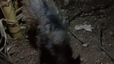 Warga Sawangan Depok berhasil menangkap babi yang diduga babi ngepet [Suarabogor.id/ Supriyadi]