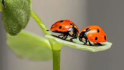 Rahasia menjaga hubungan dengan pasangan agar awet (sumber foto Pixabay)