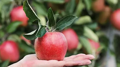 Ilustrasi buah apel / Pixabay