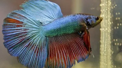 Ikan Cupang / Pixabay