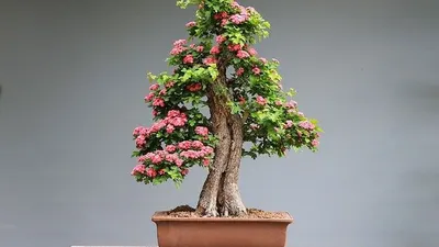 Ilustrasi tanaman bonsai / dok. Pixabay