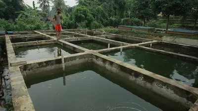 Dinas Peternakan dan Perikanan Kabupaten Bogor, siapkan dana segar demi mendorong potensi ikan cupang di Kabupaten Bogor (ilustrasi)/ayobogor/yogi faisal.
