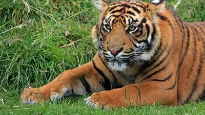 Harimau Sumatra di Ragunan yang Sempat Positif Covid-19 Kini Sudah Sembuh