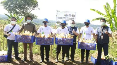 bank bjb Dukung Kesejahteraan Petani Jagung Lewat KUR Petani Milenial