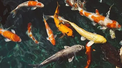 Ikan Koi / Pixabay