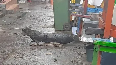 Dikira Besi Tua, Warga Temukan Mortir di Kali Cipinang